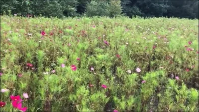 “啊～快点吧那边有人一会该看到了”真实山顶野战蜜桃臀无套